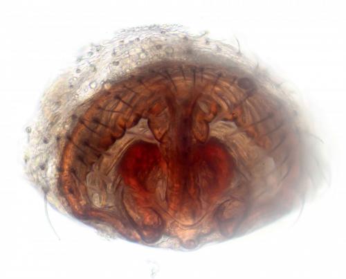 Centromerus serratus