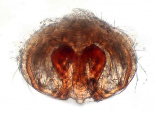 Centromerus serratus