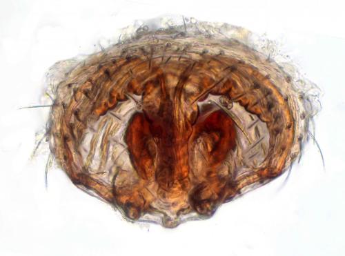 Centromerus serratus
