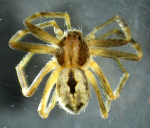 Thanatus vulgaris