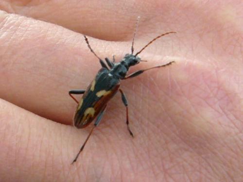 Réf. 96 459 : Rhagium bifasciatum