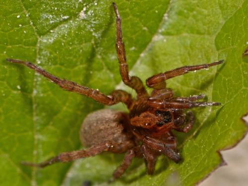 Trochosa sp.