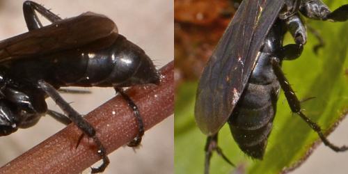 Anoplius sp.