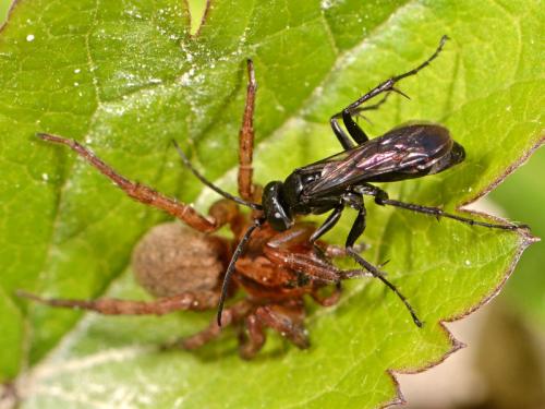 Réf. 96 806 : Anoplius sp.