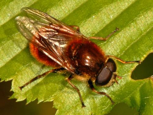 Cheilosia chrysocoma
