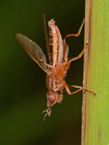 Réf. 96 562 : Platycephala planifrons