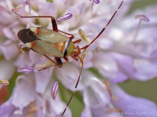 Réf. 96 495 : Adelphocoris vandalicus