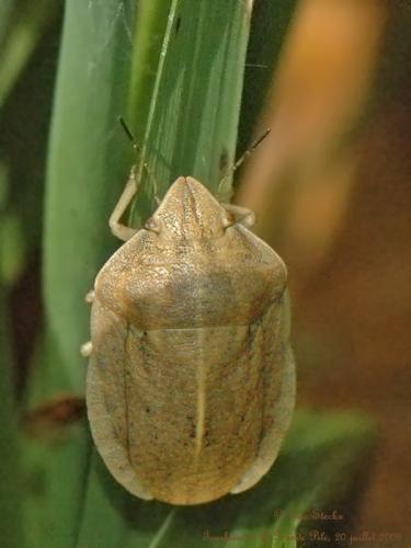 Réf. 96 498 : Eurygaster austriaca