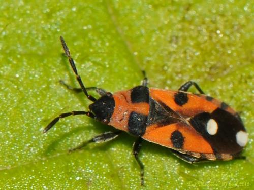 Réf. 96 224 : Horvathiolus canariensis