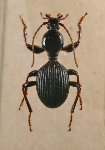 Réf. 96 067 : Disphaericus sp.