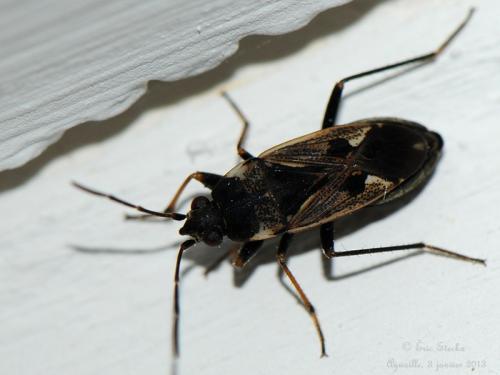 Rhyparochromus vulgaris