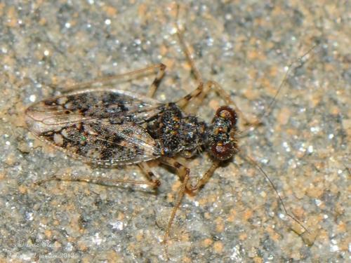 Leptopus marmoratus