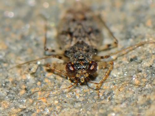 Leptopus marmoratus