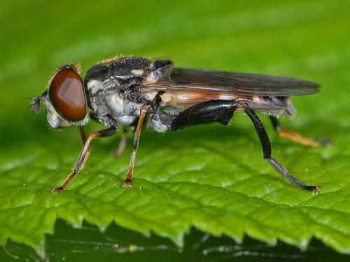 Tropidia scita