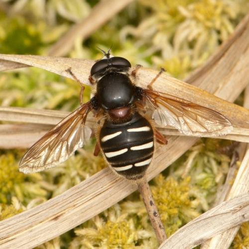Sericomyia lappona