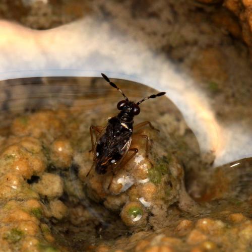 Chartoscirta cocksii