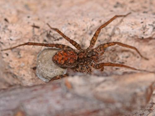 Pardosa sp.