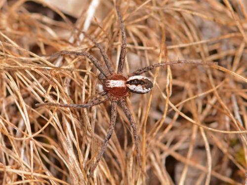 Thanatus sp.