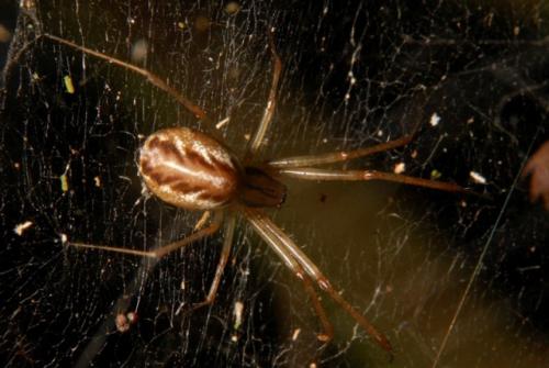 Réf. 96 058 : Linyphia triangularis