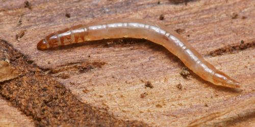 Sylvicola sp.