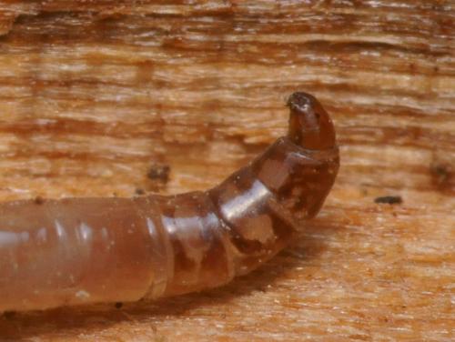 Sylvicola sp.