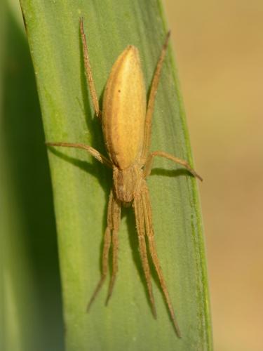 Réf. 96 826 : Tibellus sp.