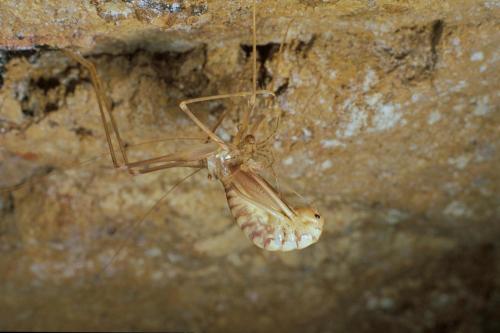 Nesticus cellulanus