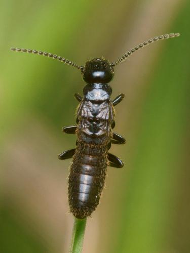 Reticulitermes sp.