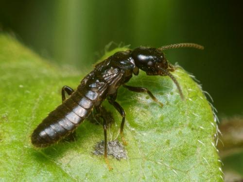 Réf. 96 332 : Reticulitermes sp.