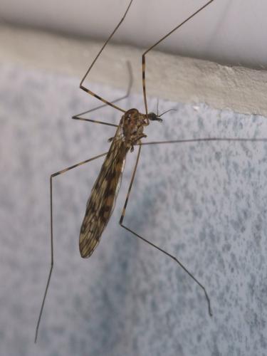Réf. 96 155 : Limonia nubeculosa