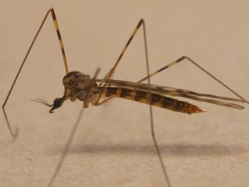 Réf. 96 157 : Limonia nubeculosa