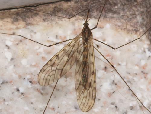 Limonia nubeculosa