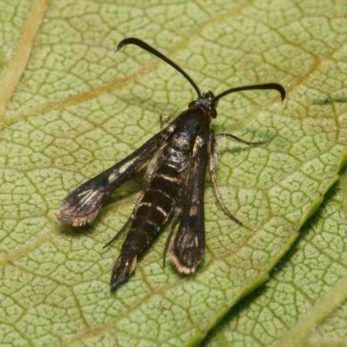 Réf. 96 574 : Pyropteron affinis