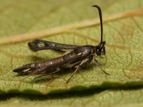 Réf. 96 576 : Pyropteron affinis