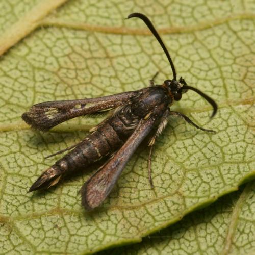 Réf. 96 575 : Pyropteron affinis