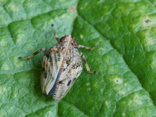 Issus coleoptratus