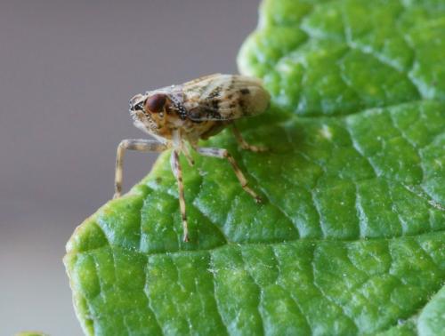Issus coleoptratus