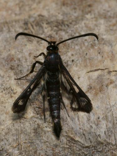 Réf. 96 579 : Pyropteron affinis