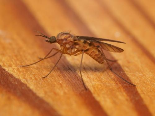 Sylvicola sp.