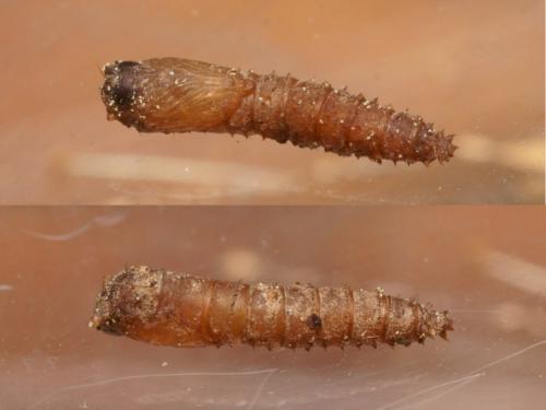 Sylvicola sp.