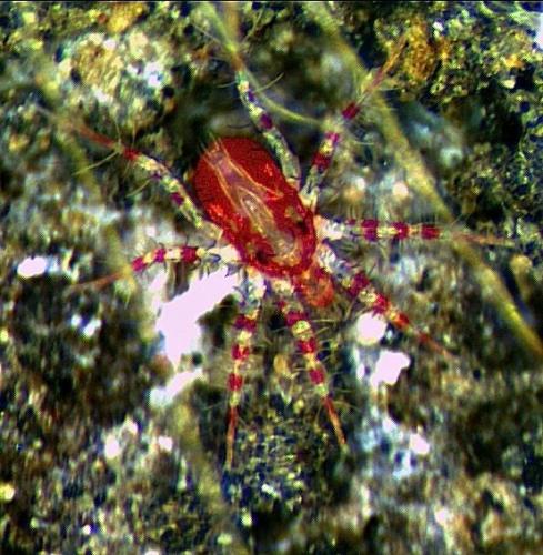 Erythracarus pyrrholeucus