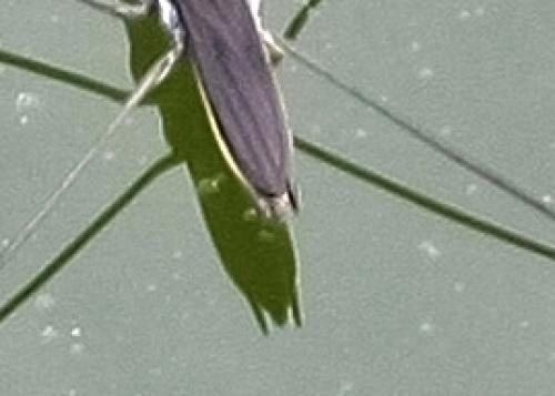 Aquarius paludum