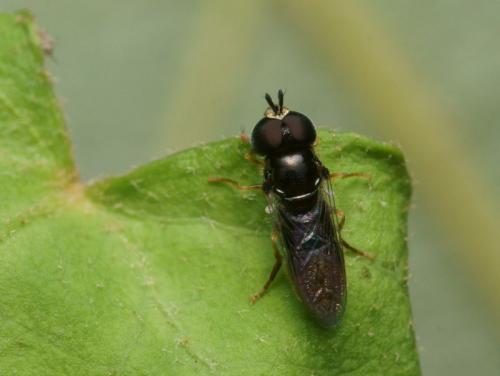Paragus sp.