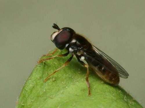 Réf. 96 047 : Paragus sp.