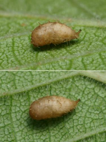 Réf. 96 045 : Paragus sp.