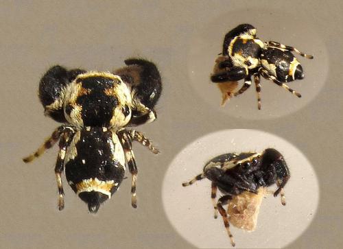 Rhene flavigera