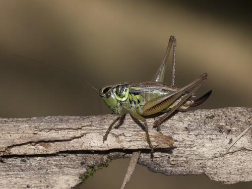 Roeseliana roeselii