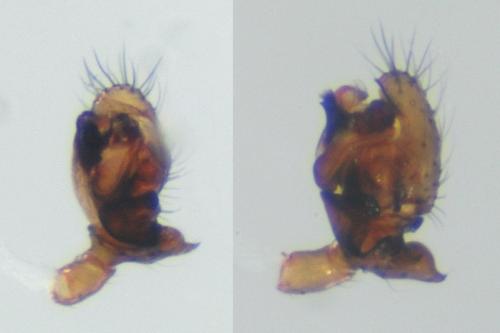 Gongylidiellum vivum