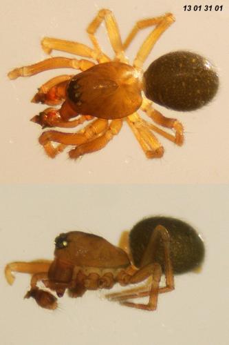Réf. 96 991 : Gongylidiellum vivum