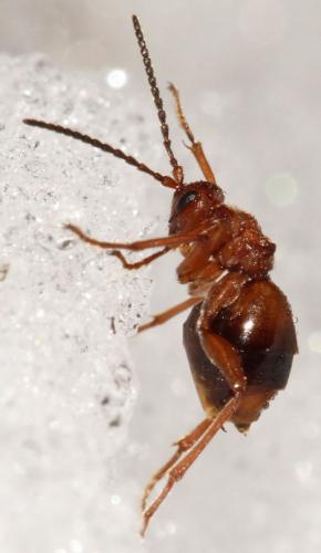 Réf. 96 744 : Biorhiza pallida
